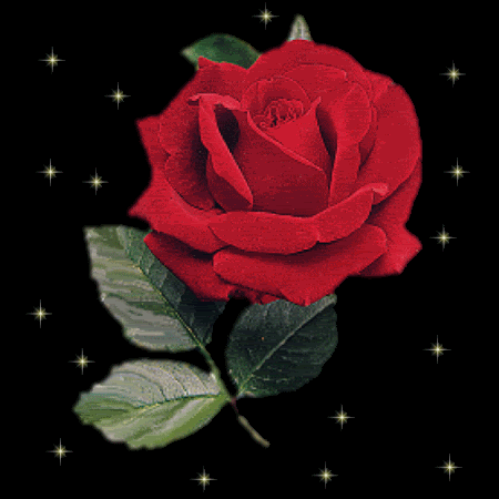 Imagenes de rosas preciosas con movimiento - Imagui