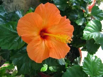 Hibisco, Rosa de China, Pacífico, Cardenales, Flor del beso ... Hibisco, Rosa de China, Pacífico, Cardenales, Flor del beso ...