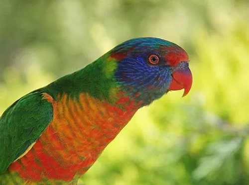Híbridos y el futuro de Avicultura - Loro Libre - Híbridos y el futuro de Avicultura - Loro Libre -