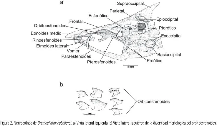 Hidrobiológica - Descripción del cráneo de Bramocharax caballeroi ...