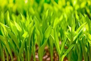 hierba verde, fondo, pasto | Descargar Fotos gratis