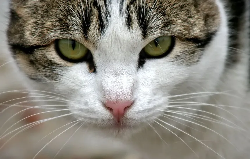 HIGIENE Y CUIDADO DE LOS OJOS DEL GATO-TODO SOBRE SALUD Y ENFERMEDADES ... HIGIENE Y CUIDADO DE LOS OJOS DEL GATO-TODO SOBRE SALUD Y ENFERMEDADES ...