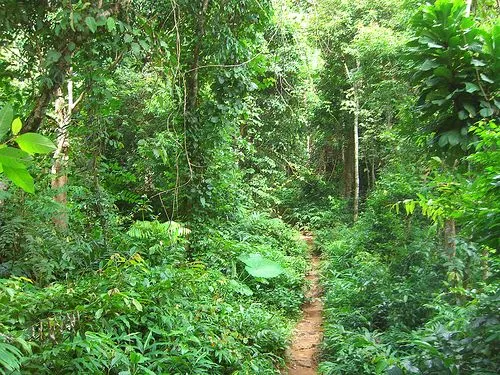 Hiking Through The Malaysian Jungle