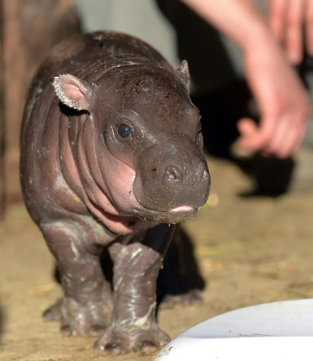 hipopotamo bebe - Google Search | hipopotamo | Pinterest | Bebe y ...