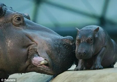 Hipopótamos bebés » HIPOPOTAMOPEDIA