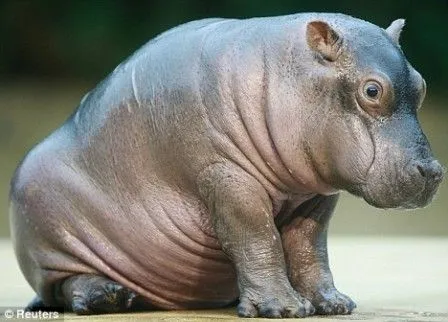 Hipopótamos bebés » HIPOPOTAMOPEDIA