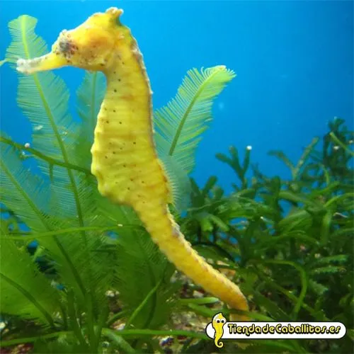 Hippocampus kuda 8-9 cm. Caballito de mar kuda-Caballitos de mar ...