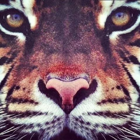 scary cat Cool beautiful face hipster indie animal nature tiger ...