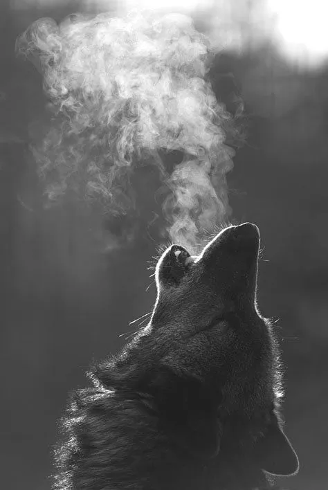 hipster wolf animal lobo vintage | Tumblr