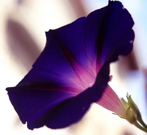 Historia y significado del color: Morado | Viste la Calle