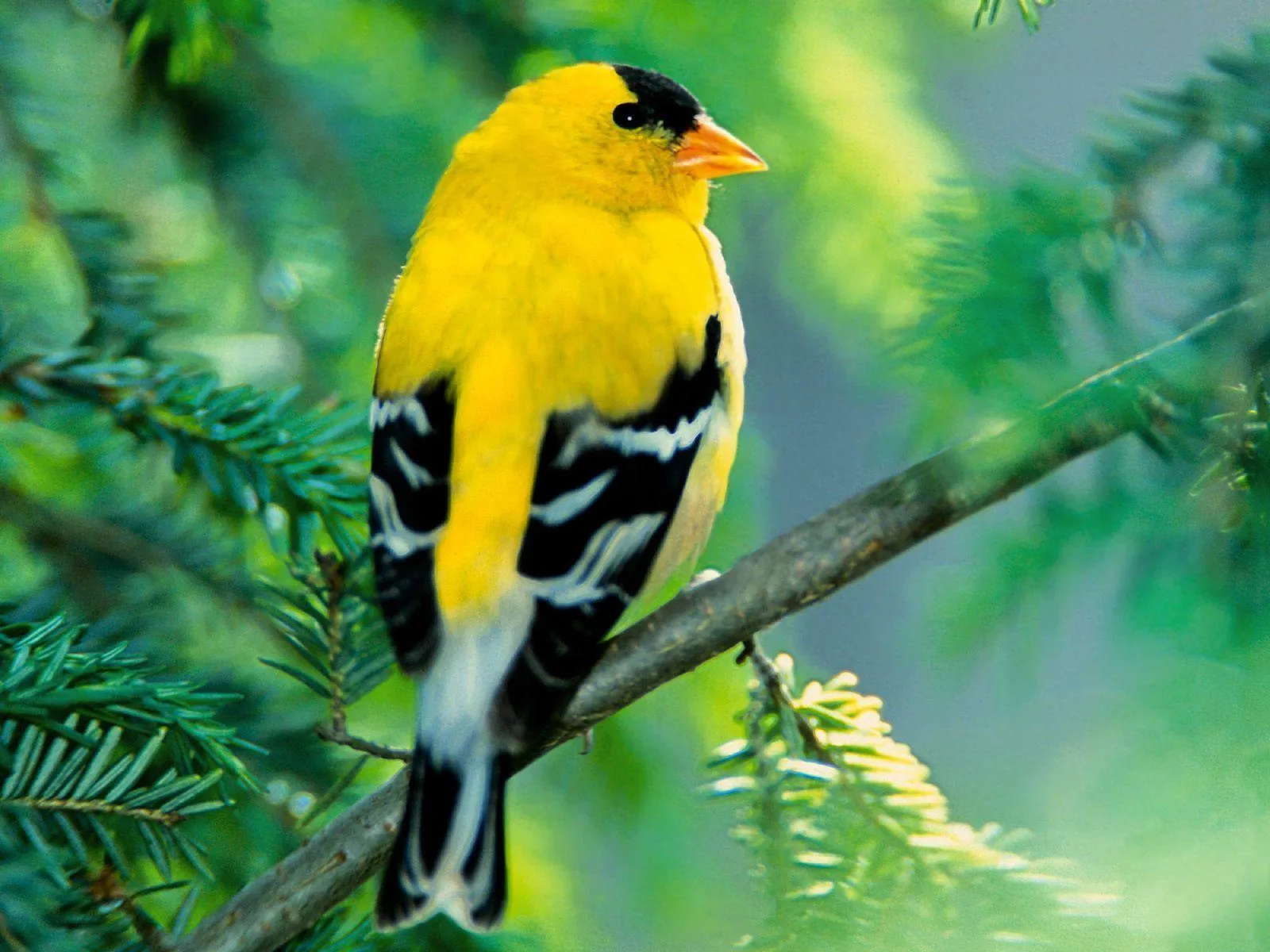 Las historias del profe: EL PÁJARO QUE NO SABÍA VOLAR Las historias del profe: EL PÁJARO QUE NO SABÍA VOLAR
