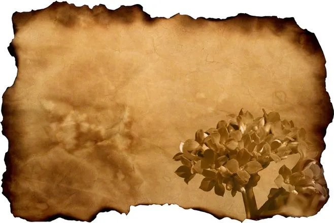 Hoja antigua de Gil de papel con flores, free photo, #1195203 ...