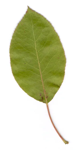Hoja De Arbol Png Wallpapers | Real Madrid Wallpapers Hoja De Arbol Png Wallpapers | Real Madrid Wallpapers
