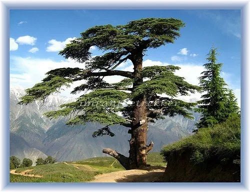 Hojas de Arbol: El árbol de cedro