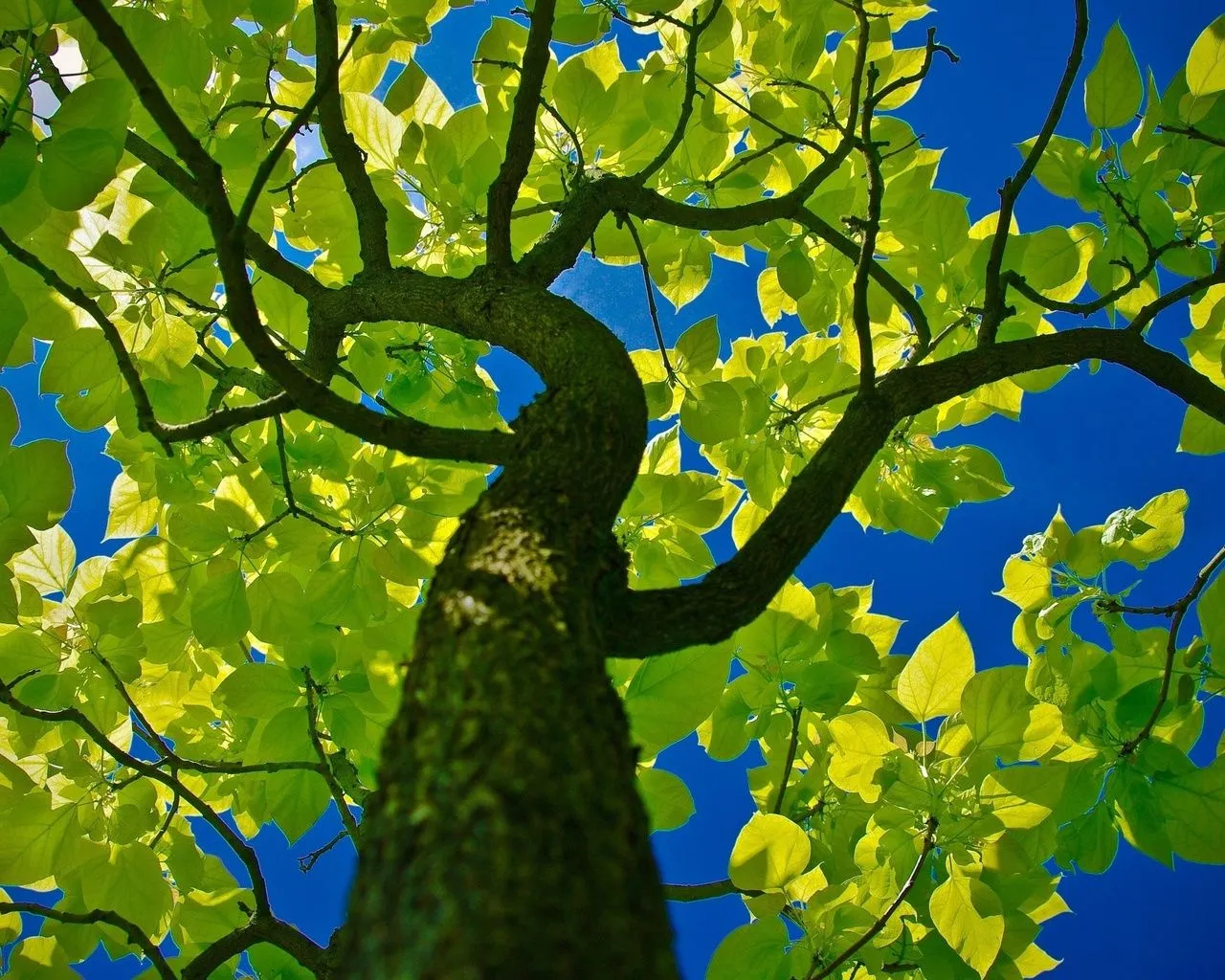 Hojas Verdes Wallpapers HD | Photofusionvirtual Hojas Verdes Wallpapers HD | Photofusionvirtual