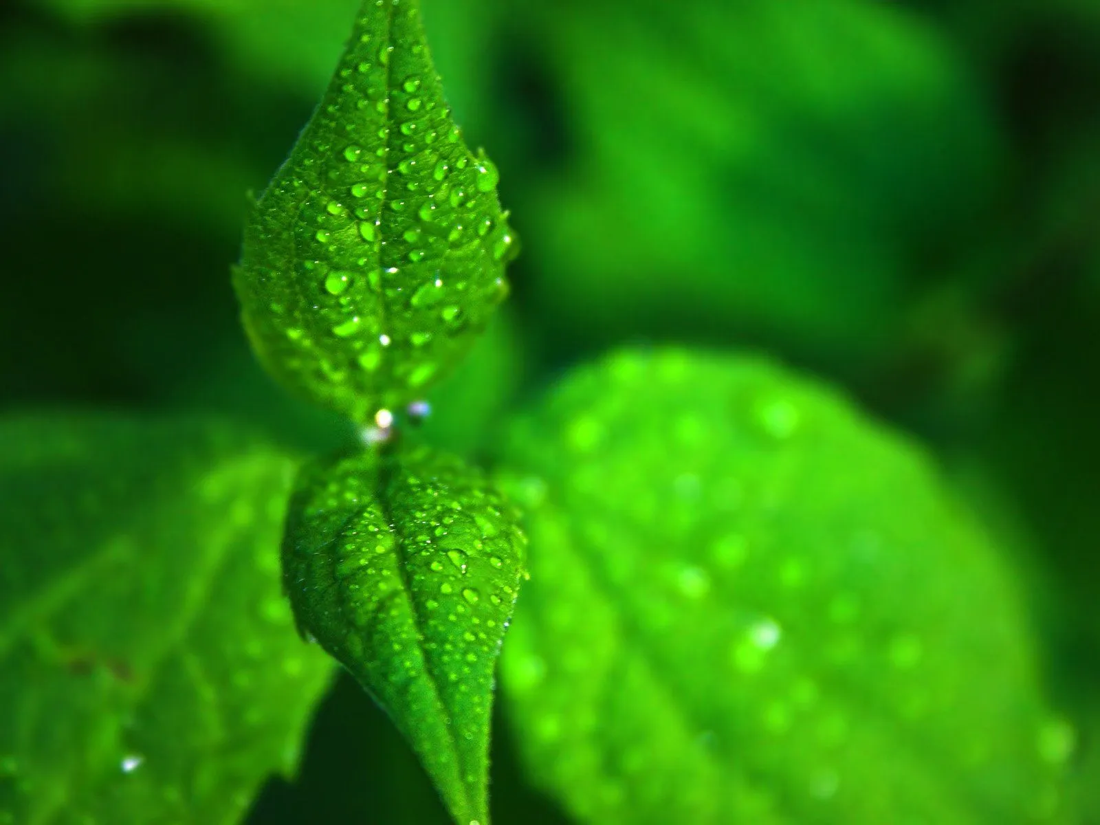 Hojas Verdes Wallpapers HD | Photofusionvirtual Hojas Verdes Wallpapers HD | Photofusionvirtual