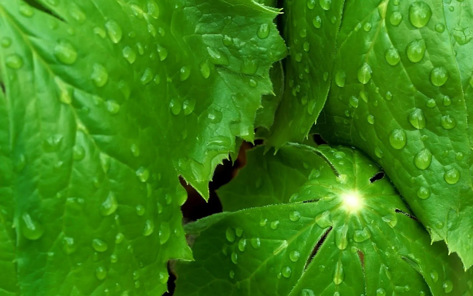 Hojas Verdes Wallpapers HD | Photofusionvirtual Hojas Verdes Wallpapers HD | Photofusionvirtual