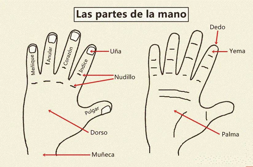 HOLA SPANIOLA: Partile mainii / Las partes de la mano