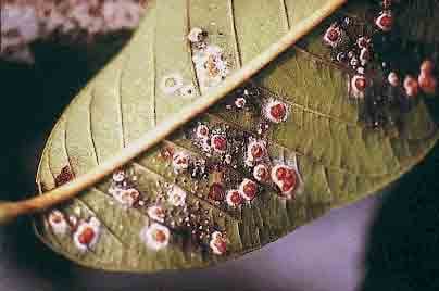 Los hongos entomopatógenos: Aliados del Agricultor - Engormix