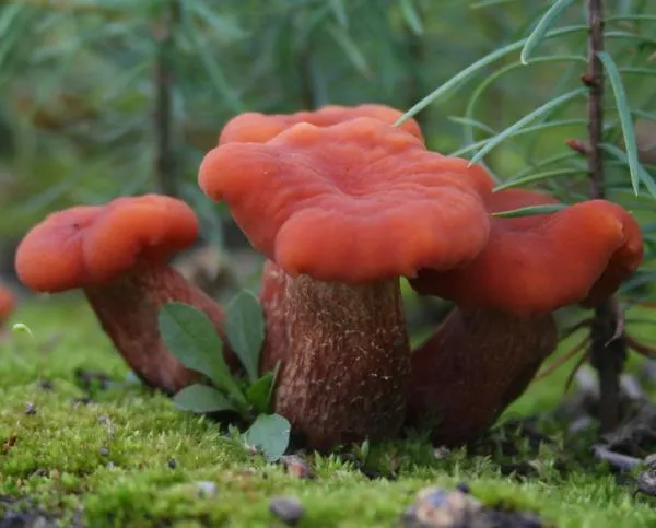 Hongos del Suelo (Ascomicetos y Basidiomicetos), su Biodiversidad ... Hongos del Suelo (Ascomicetos y Basidiomicetos), su Biodiversidad ...
