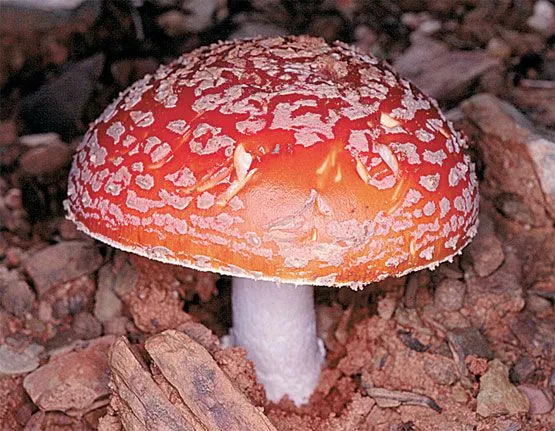 hoOngos: hongos alucinógenos o pscicoactivos hoOngos: hongos alucinógenos o pscicoactivos