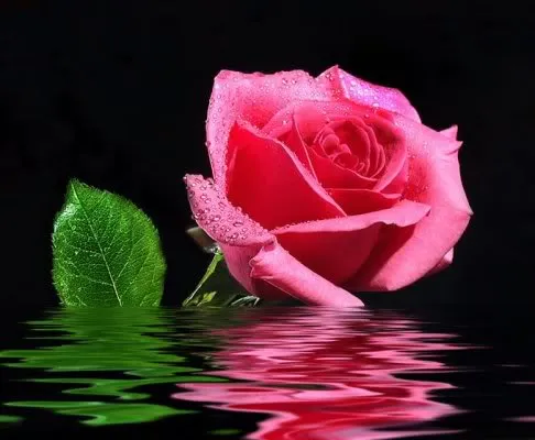 La Hora Bruja 2010-2014: NUEVAMENTE VI UNA ROSA... La Hora Bruja 2010-2014: NUEVAMENTE VI UNA ROSA...