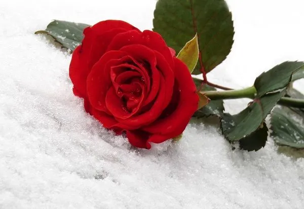 La Hora Bruja 2010-2014: UNA ROSA EN UN ROSAL... La Hora Bruja 2010-2014: UNA ROSA EN UN ROSAL...
