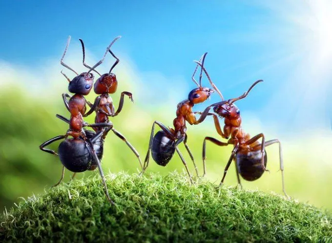 Las hormigas de Andrey Pavlov - Taringa!