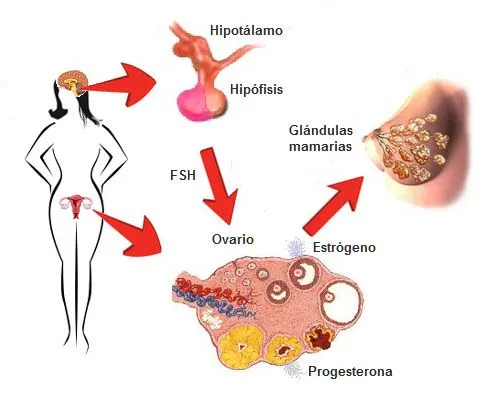Hormonas femeninas en el aumento de senos ~ Natura Mujer | Para ...