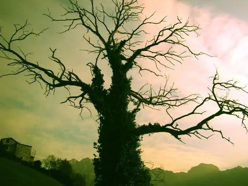 Horóscopo celta, 21 árboles mágicos | Magia Mania - Blog de esoterismo