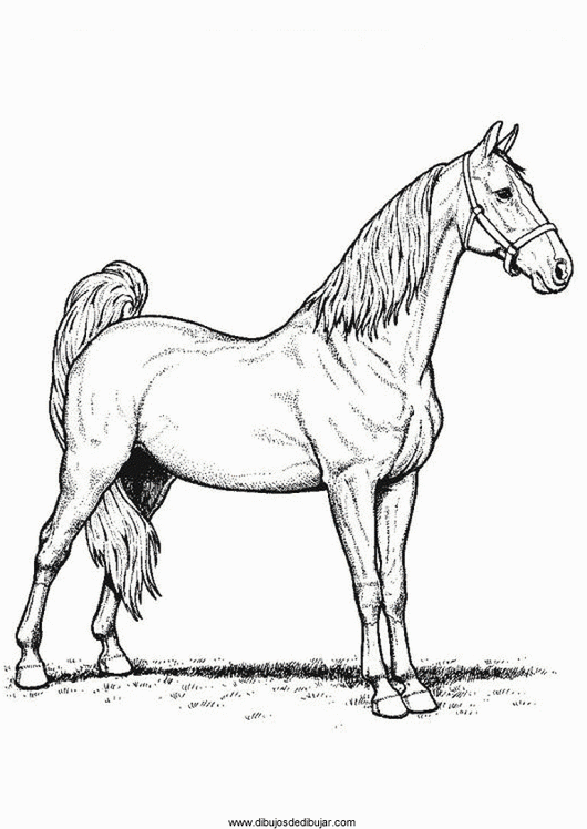 Dibujos para colorear de caballos (3 de 5)Dibujos de dibujar
