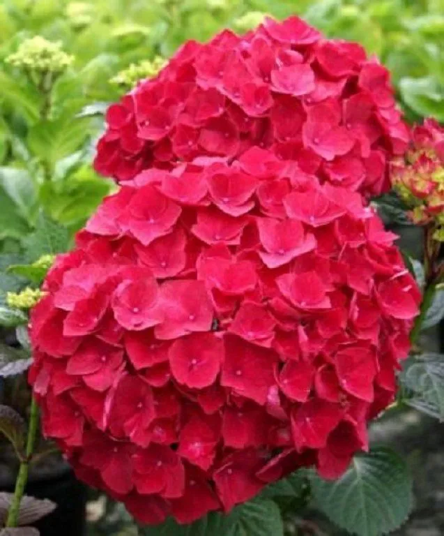 planta ornamental (4) | Cuidar de tus plantas es facilisimo. planta ornamental (4) | Cuidar de tus plantas es facilisimo.