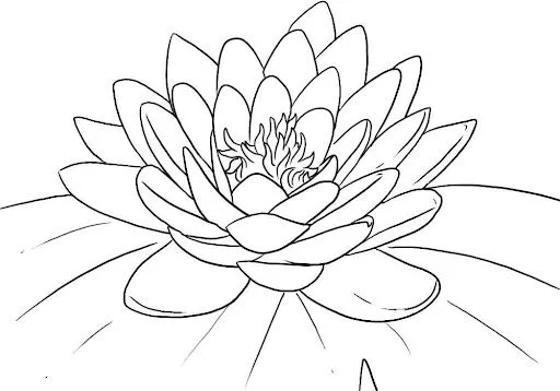how-to-draw-a-lotus-flower% ...