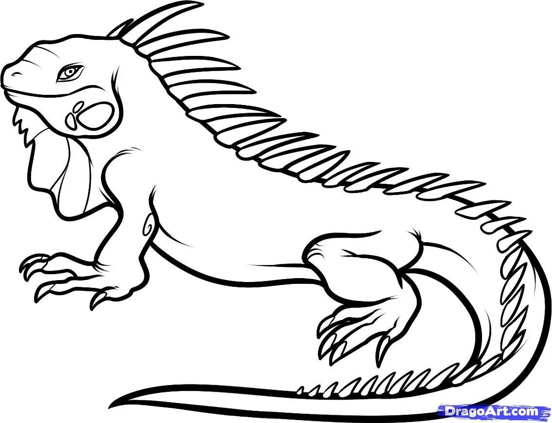 How to Draw an Iguana, Step by Step, Reptiles, Animals, FREE ...