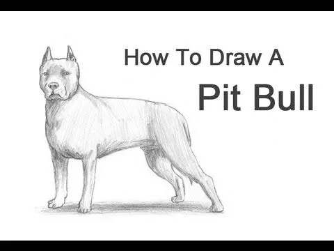How to Draw a Dog (Pit Bull) - YouTube