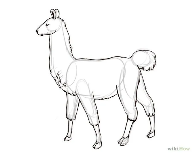 How to Draw a Llama | Llamas, How To Draw and Tattoo Outline