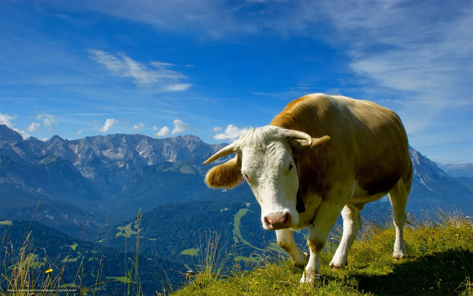 HQ animales, vacas, toros, las montañas, la hierba, imágenes, fondos ... HQ animales, vacas, toros, las montañas, la hierba, imágenes, fondos ...