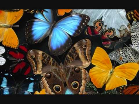 Mariposas pintadas - YouTube
