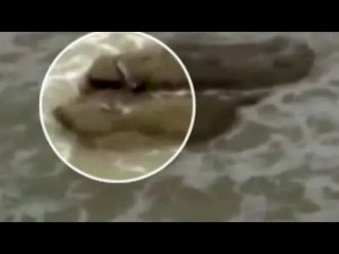 Top 7 Real Mermaid Sightings From Around the World - New Tang ...