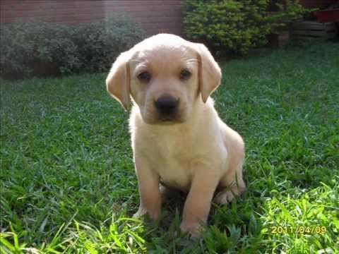 Labradores Cachorros - YouTube