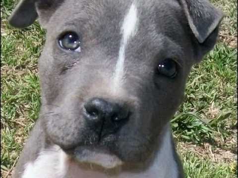American Pit Bull Terrier - Cachorro Blue Nose - YouTube