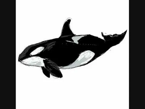 Como dibujar una ballena asesina orca - Dibujos de animales - YouTube