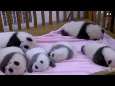 Presentan a siete bebés pandas más tiernos del mundo - YouTube