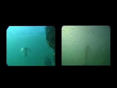 Videos de sirenas reales de mar vivas - Imagui