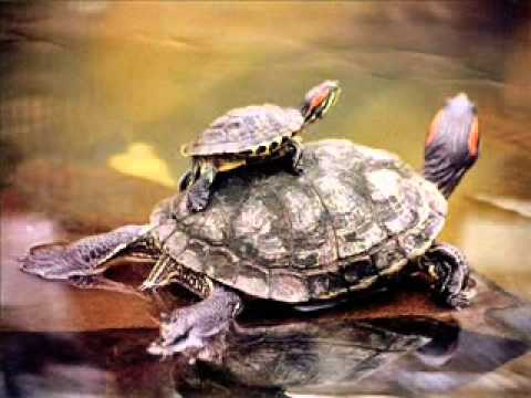 tortugas para niños.wmv - YouTube