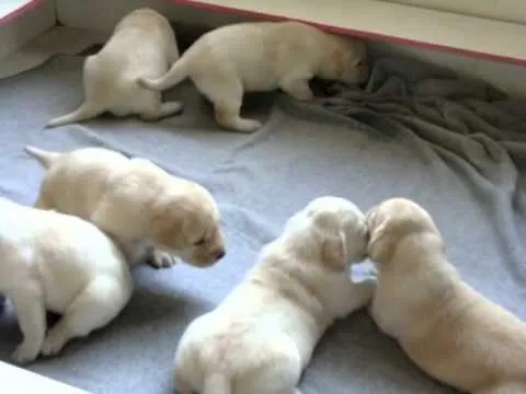Cachorros Labrador con Pedigree - CACHITOS - YouTube