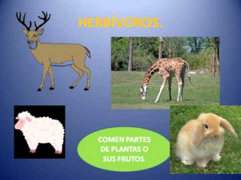 ANIMALES HERBÍVOROS, OMNÍVOROS Y CARNÍVOROS - YouTube