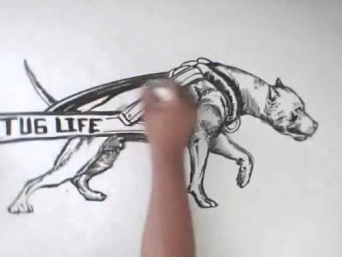 Como dibujar un perro pitbull paso a paso - Imagui