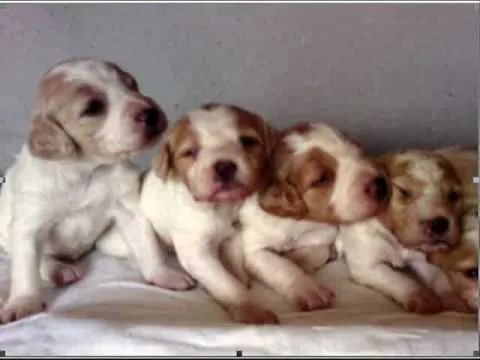 Fotos de bebés perritos - Imagui