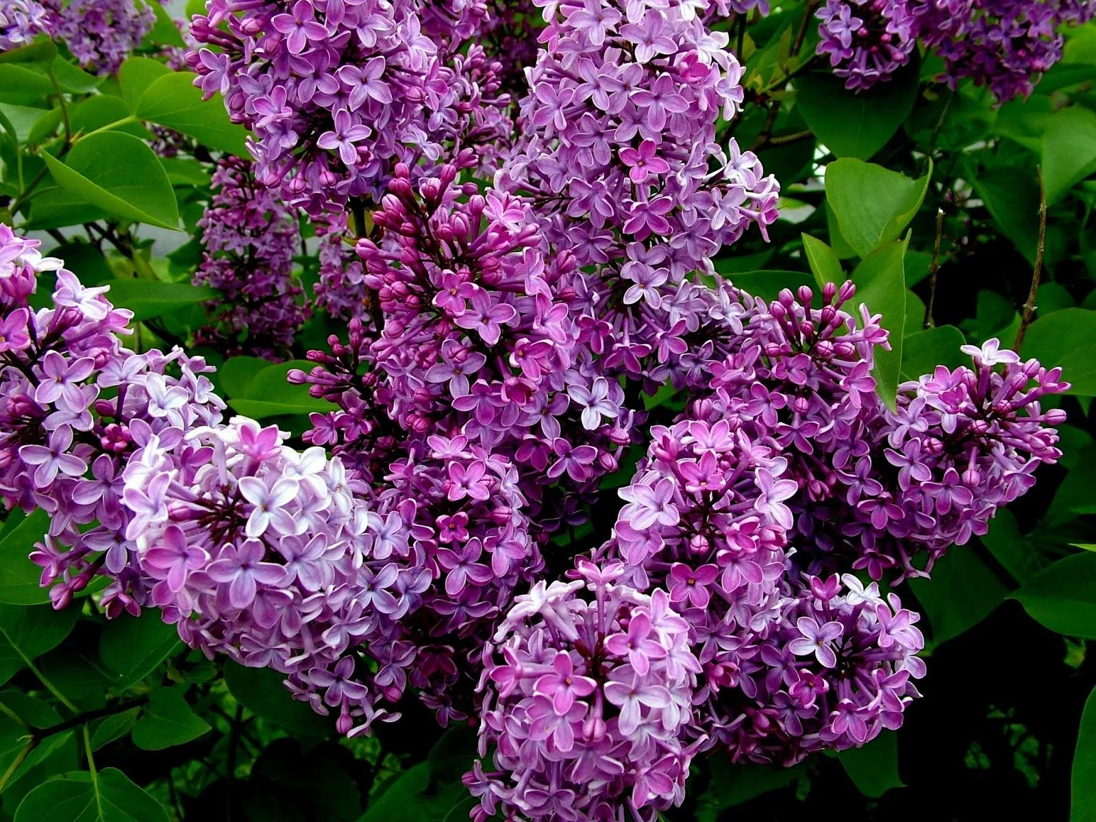 http://huellasdelalma-nines.blogspot.com/: LILAS FLORECIDAS http://huellasdelalma-nines.blogspot.com/: LILAS FLORECIDAS